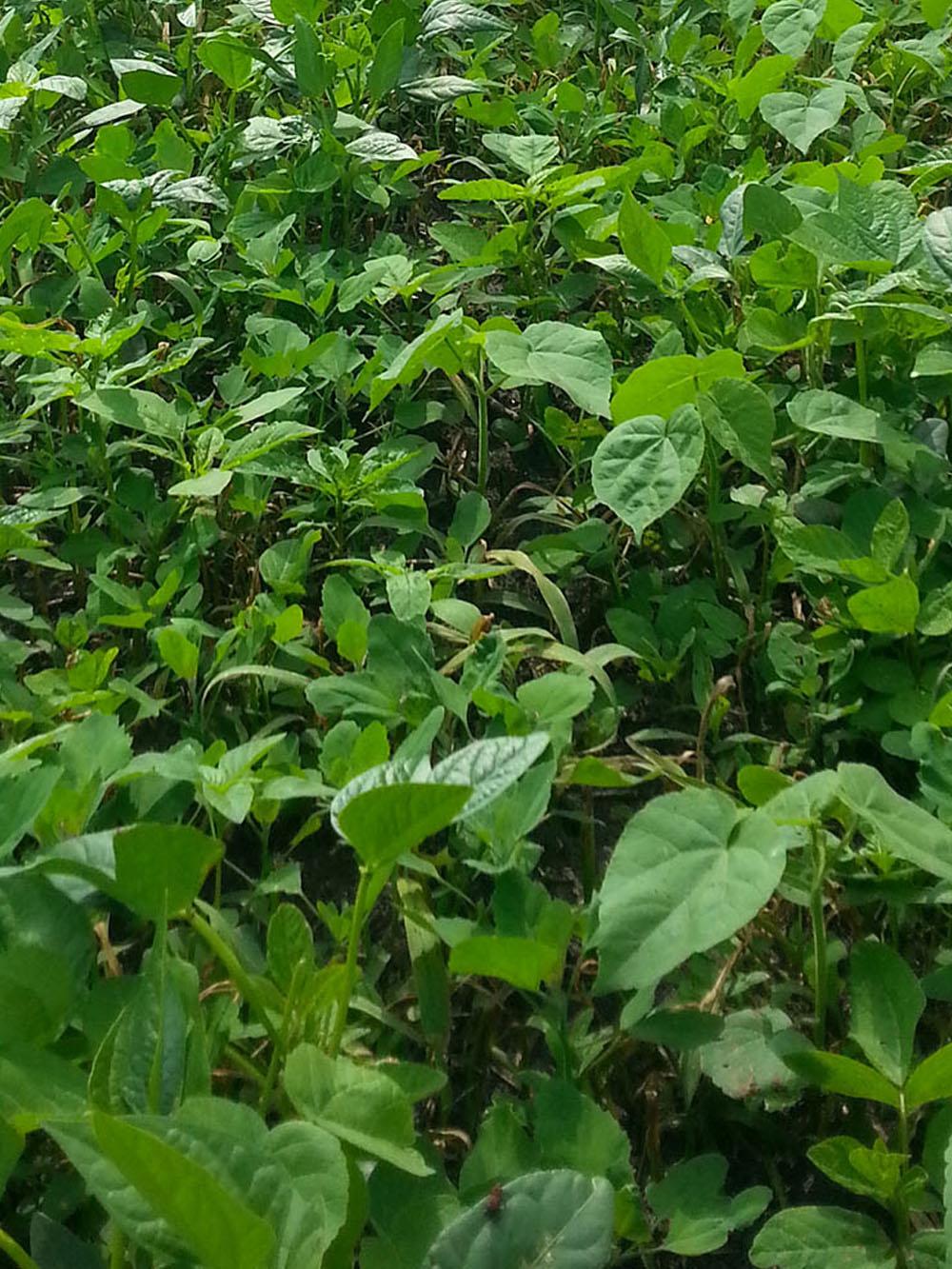 Quad Pro Bean Mix